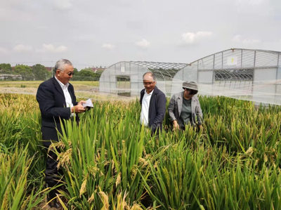 滬滇協(xié)作促發(fā)展 馬國華育種團隊赴浦東農(nóng)技中心考察交流